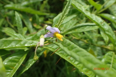 Solanum bahamense