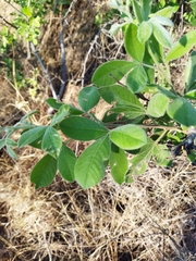 Searsia pyroides pyroides