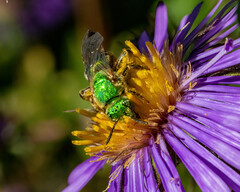 Agapostemon sericeus