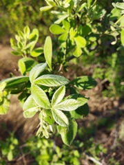 Searsia pyroides pyroides