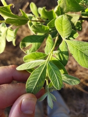 Searsia pyroides pyroides