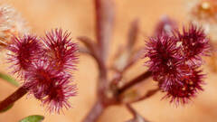 Trachymene cyanopetala