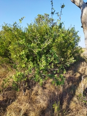 Searsia pyroides pyroides