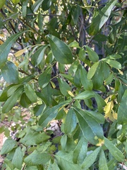 Salix scouleriana