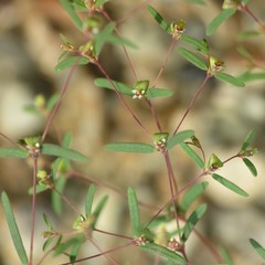 Euphorbia gracillima
