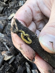 Diversibipalium multilineatum