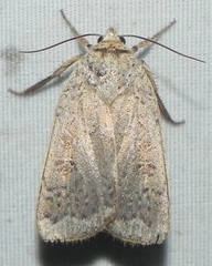 Abagrotis alternata