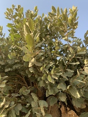 Quercus brantii