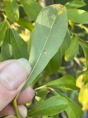 Salix scouleriana