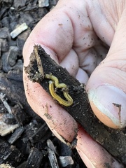 Diversibipalium multilineatum