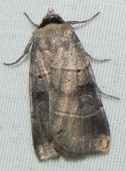 Agnorisma badinodis