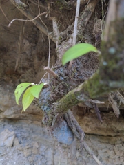 Celtis tenuifolia