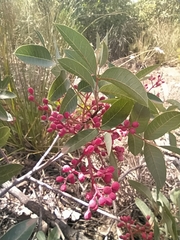 Pistacia terebinthus