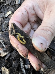 Diversibipalium multilineatum