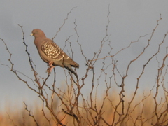 Patagioenas maculosa