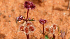 Trachymene cyanopetala