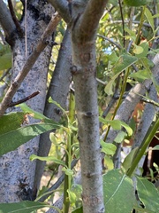 Salix scouleriana