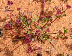 Trachymene cyanopetala