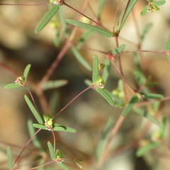 Euphorbia gracillima