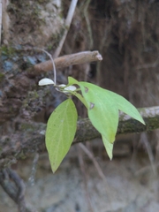 Celtis tenuifolia