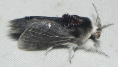 Tolype laricis