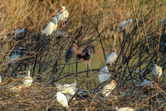 Egretta rufescens dickeyi