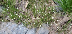 Eremogone capillaris