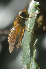 Syrphus ribesii