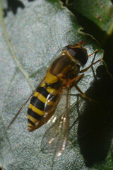 Syrphus ribesii