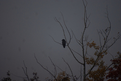 Corvus