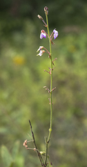 Desmodium illinoense