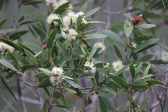 Melaleuca citrolens