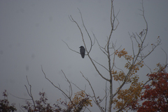Corvus