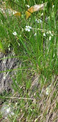 Eremogone capillaris