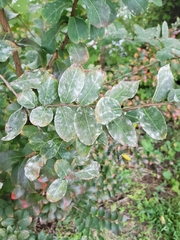 Erysiphe lagerstroemiae