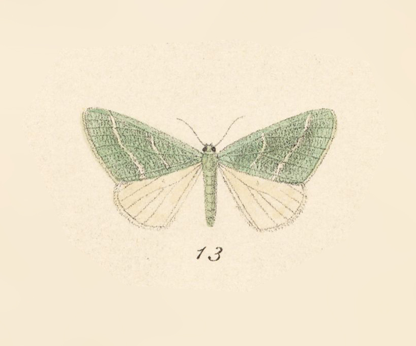 Synchlora naenia