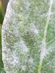 Erysiphe lagerstroemiae