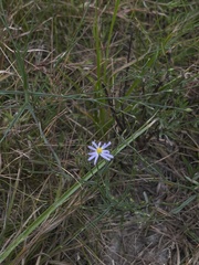 Symphyotrichum divaricatum