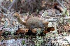 Tamiasciurus hudsonicus regalis