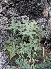 Notholaena standleyi