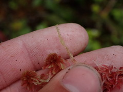 Calypogeia