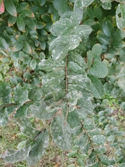 Erysiphe lagerstroemiae