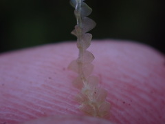 Calypogeia