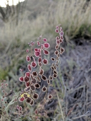 Thysanocarpus curvipes