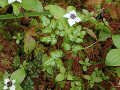 Coptis aspleniifolia