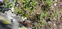 Saxifraga bronchialis
