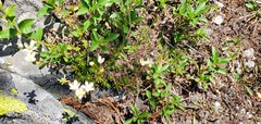 Saxifraga bronchialis
