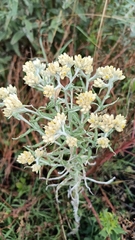 Pseudognaphalium canescens