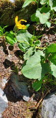 Arnica cordifolia