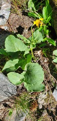 Arnica cordifolia